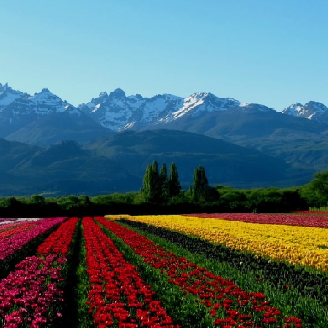 CAMPO DE TULIPANES Y BOLSON