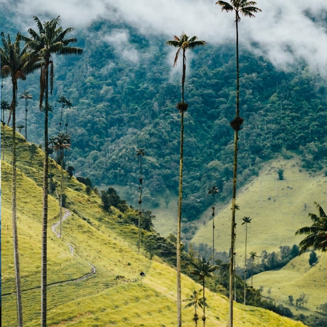 COLOMBIA CIRCUITOS 2024